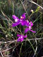 Image de Calopogon pallidus Chapm.