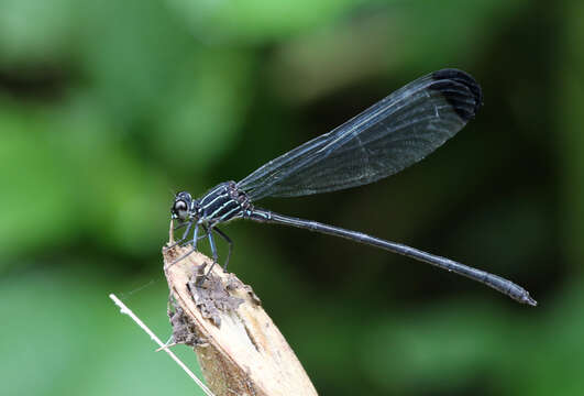 Image of Polythore terminata Fraser 1946