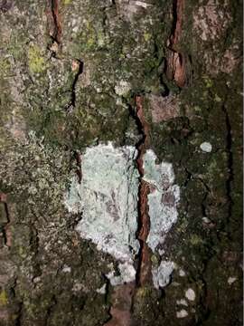 Image of blemished lichen