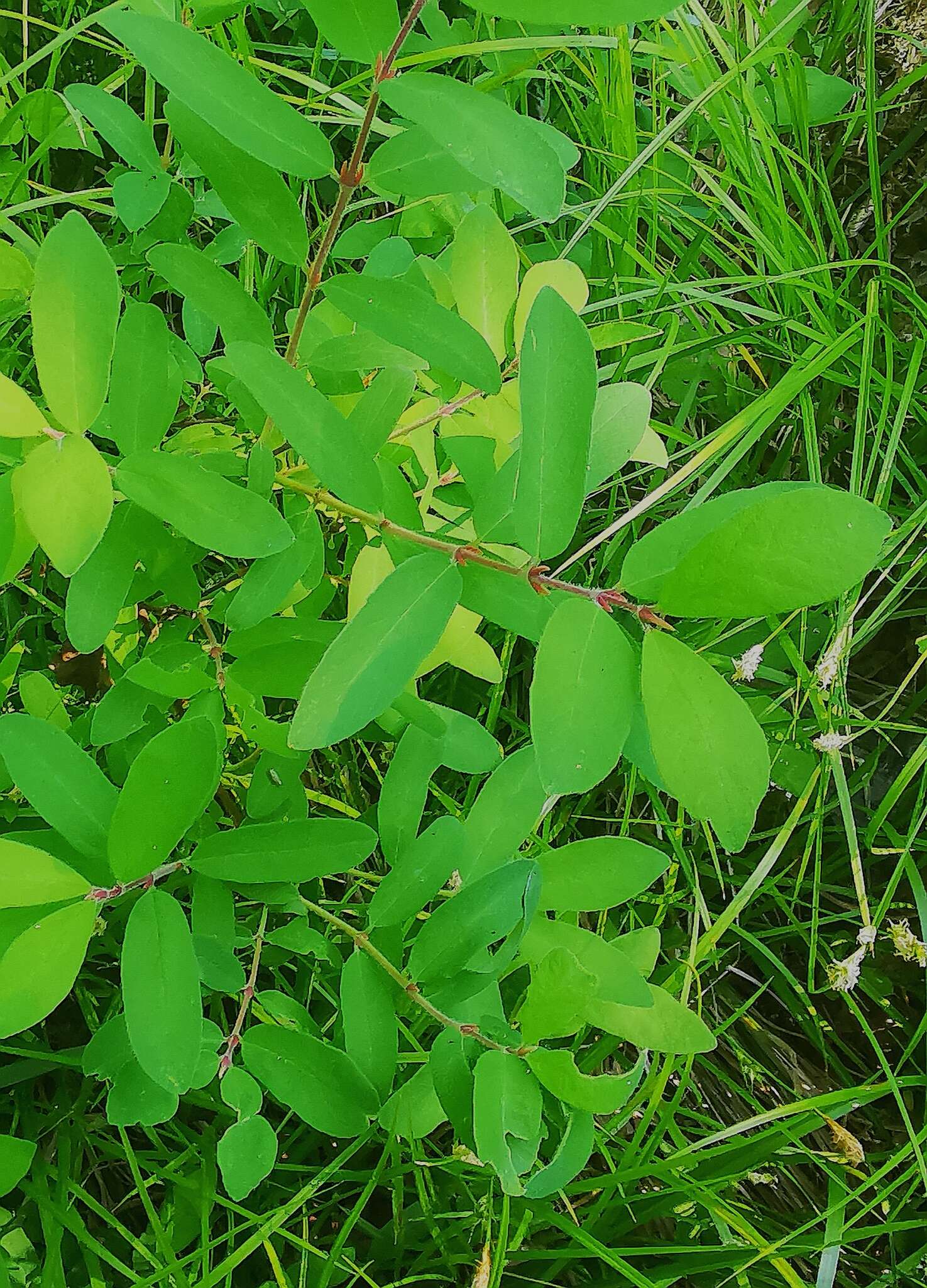 Image of deepblue honeysuckle