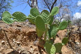 Image of Opuntia bravoana E. M. Baxter