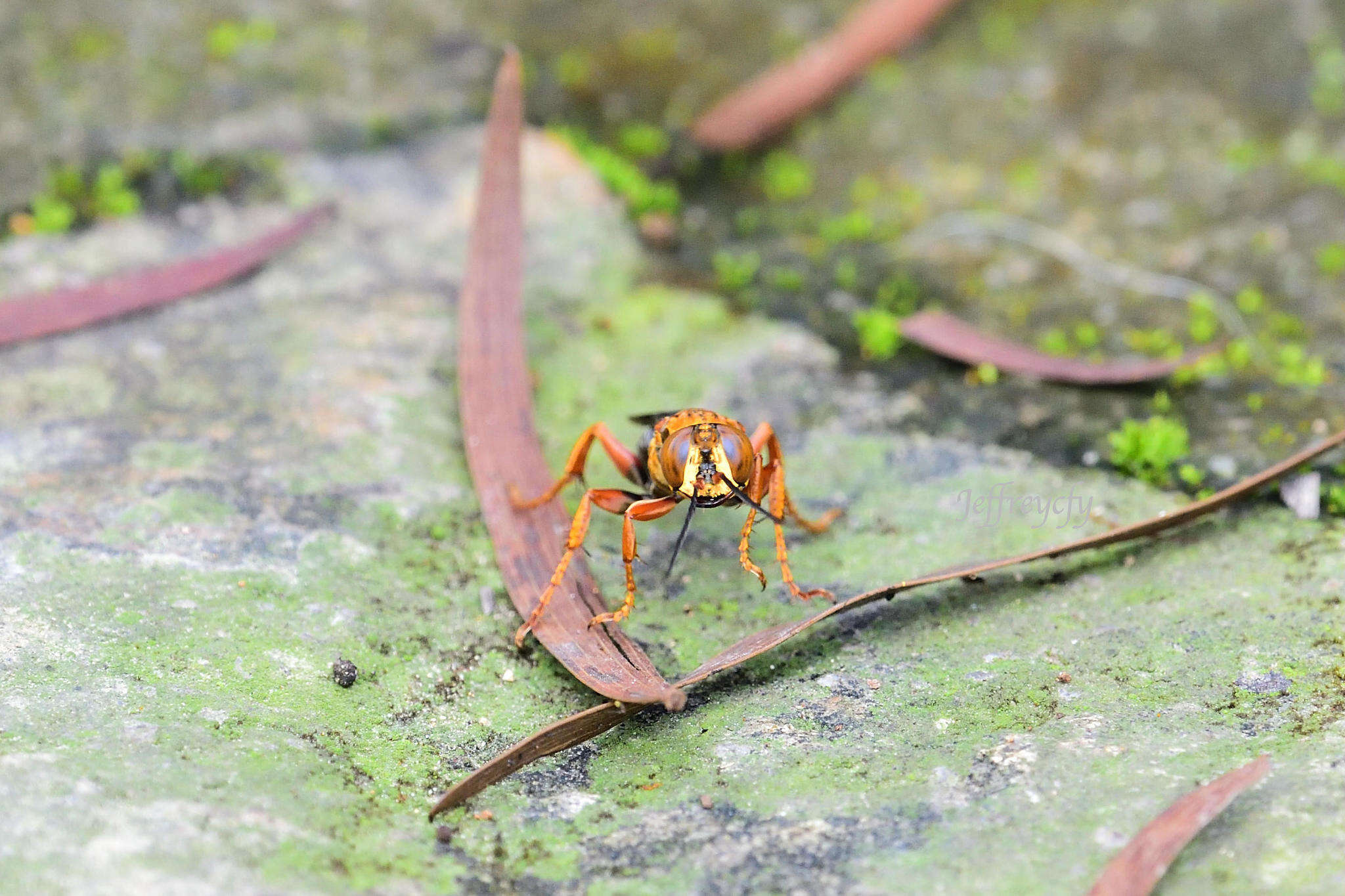 Image of Golden cricket wasp