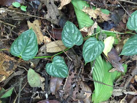 Philodendron brandtianum K. Krause的圖片