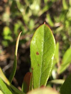 Image of dwarf huckleberry