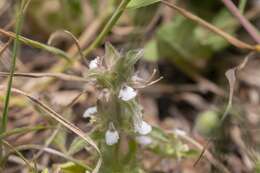 Sivun Sideritis romana subsp. curvidens (Stapf) Holmboe kuva