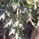 Image of Knowltonia filia subsp. scaposa H. Rasmussen