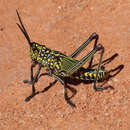 Plancia ëd Phymateus (Phymateus) viridipes subsp. viridipes Stål 1873