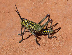 Plancia ëd Phymateus (Phymateus) viridipes subsp. viridipes Stål 1873