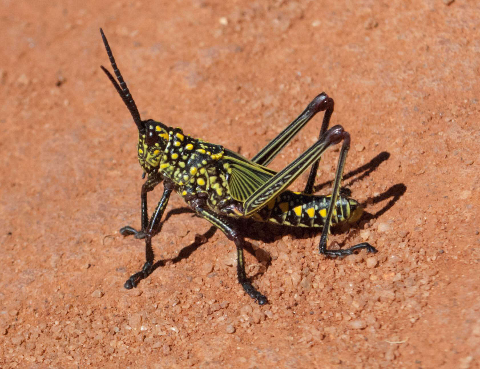 Plancia ëd Phymateus (Phymateus) viridipes subsp. viridipes Stål 1873