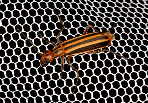 Image of Striped Blister Beetle