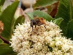 Image of Eristalis bogotensis Macquart 1842