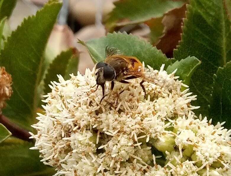 Image of Eristalis bogotensis Macquart 1842