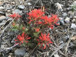 Image of Castilleja martini var. clokeyi