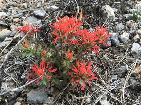 Plancia ëd Castilleja martini var. clokeyi