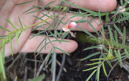 Image of Indigofera filipes Harv.