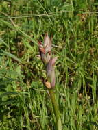 Image of Small-flowered serapias