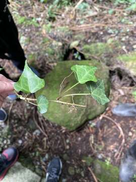 Image of Hedera rhombea var. formosana (Nakai) H. L. Li