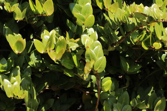 Image of Griselinia scandens (Ruiz & Pav.) Taub.