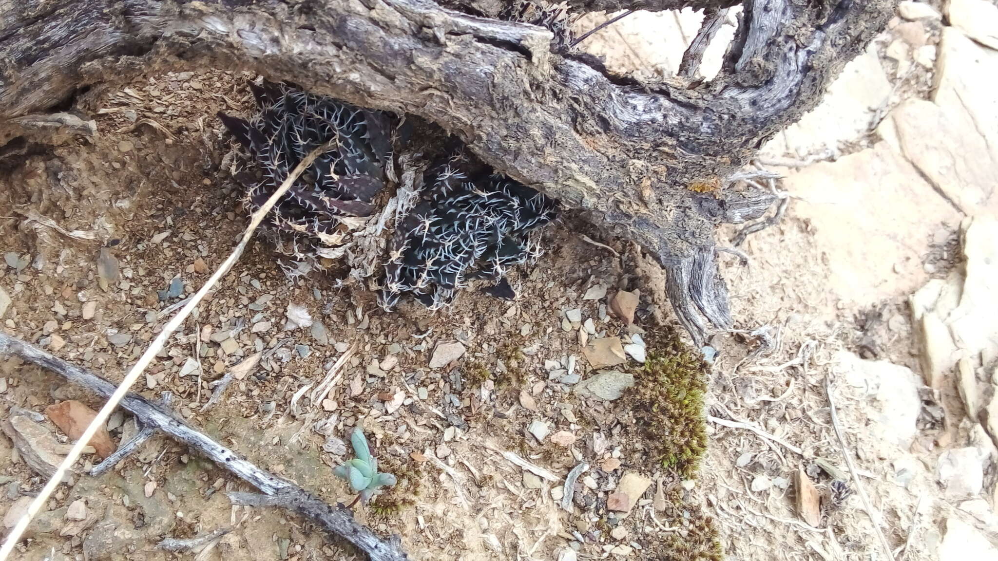 Слика од Haworthia arachnoidea var. nigricans (Haw.) M. B. Bayer