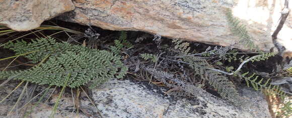 Image of Cheilanthes parviloba (Sw.) Sw.