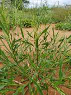 Image of Mexican panicgrass