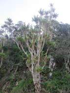 Image of Common Cadelabra tree