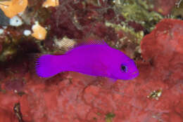 Image of Pseudochromis porphyreus