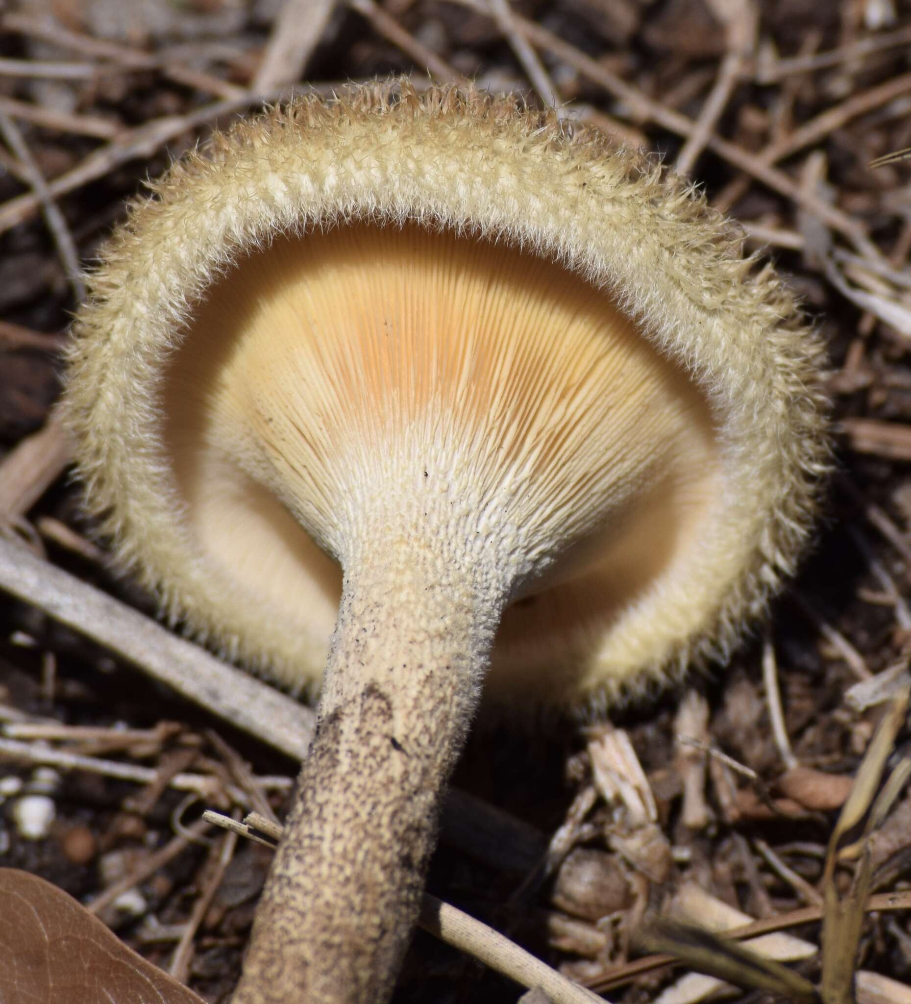 Image of Lentinus crinitus (L.) Fr. 1825