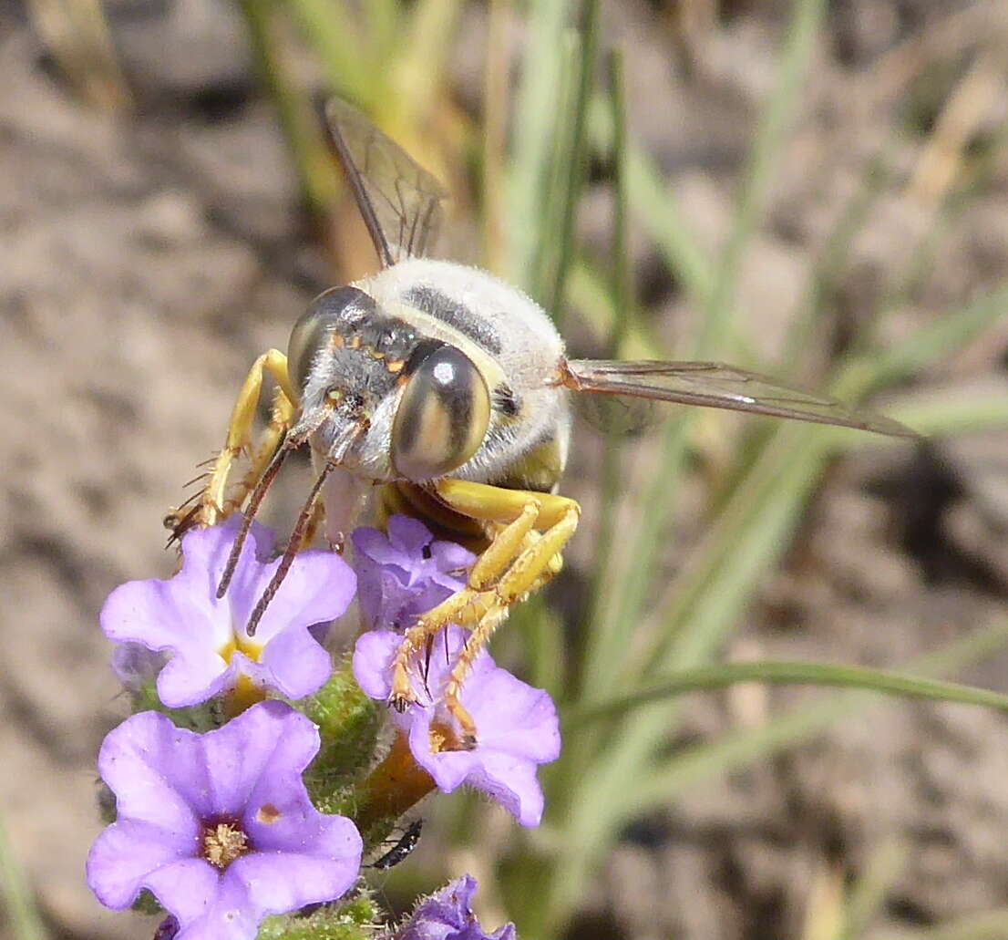 صورة Bembix capensis Lepeletier 1845