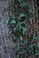 Image of Atlantic Ivy