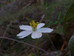 Image of Cosmos landii var. achalconensis T. E. Melchert