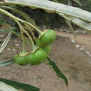 Слика од Solanum croatii W. G. D' Arcy & R. C. Keating