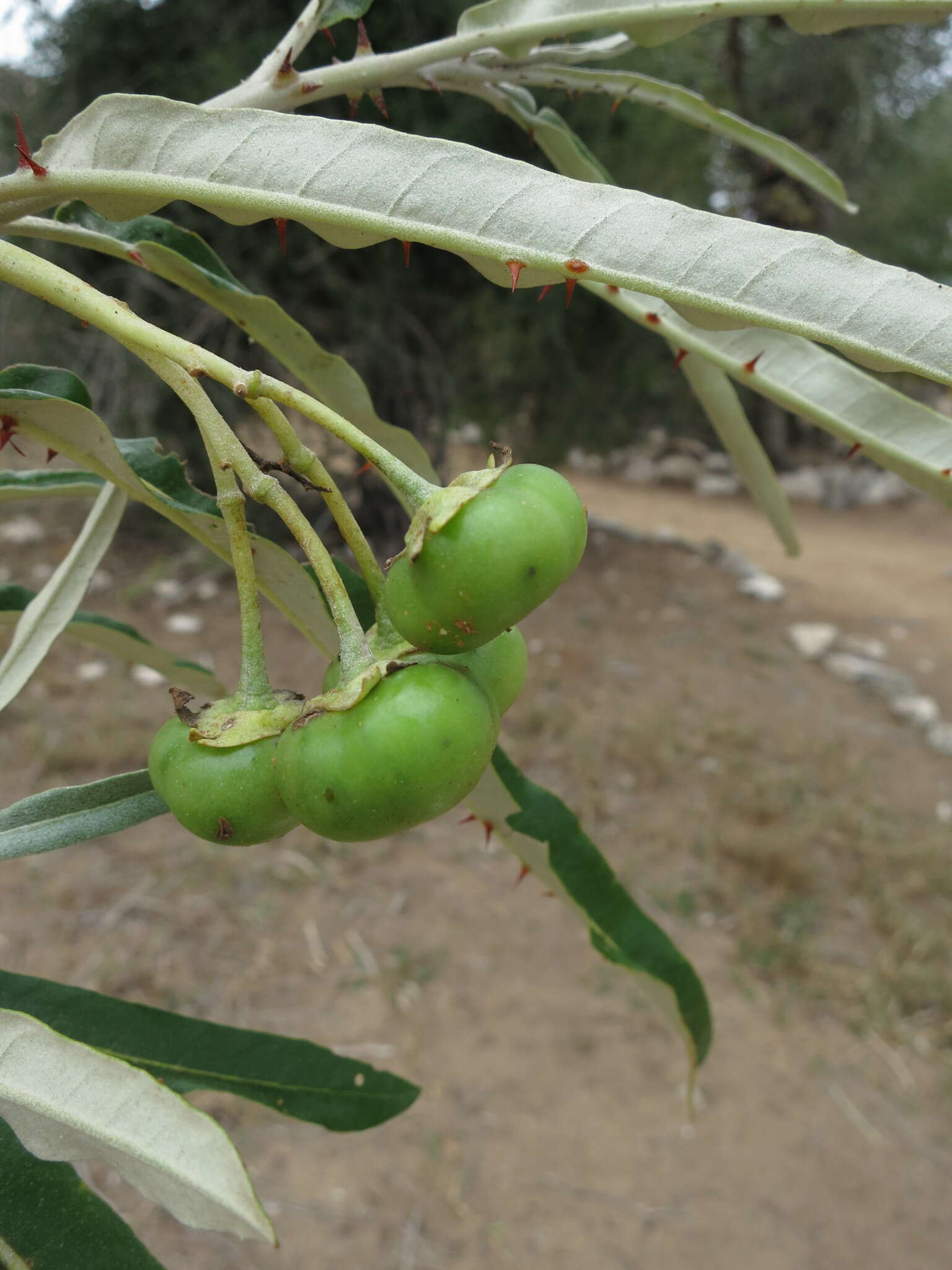 Слика од Solanum croatii W. G. D' Arcy & R. C. Keating