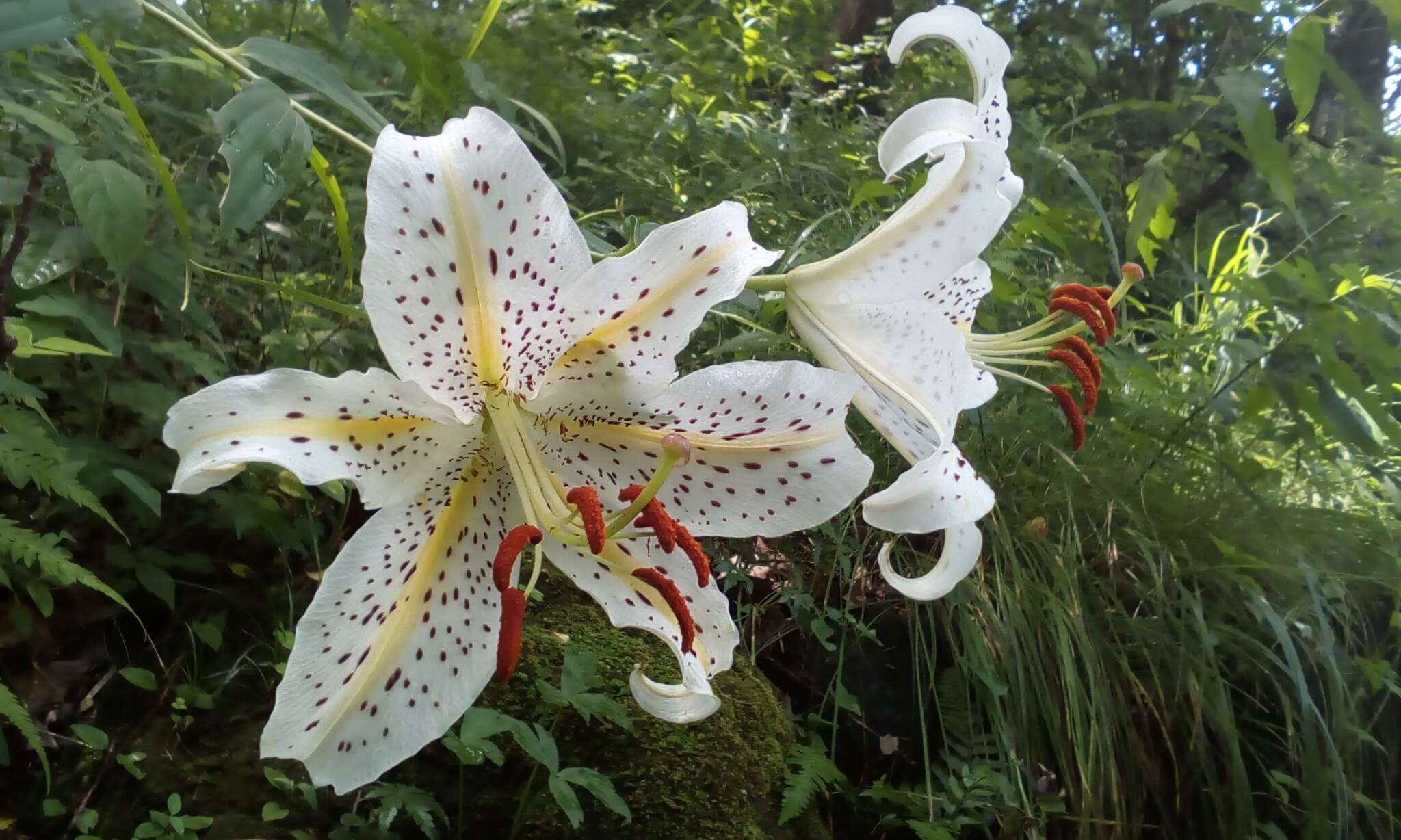 Image of Asiatic Lily