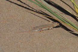 Image of Wedge-snouted Desert Lizard