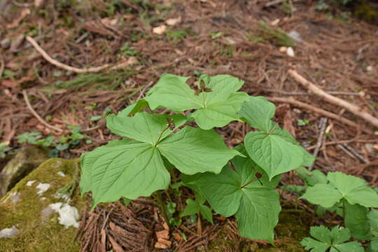 Слика од Trillium apetalon Makino