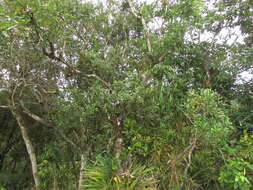 Image of Ilex brevicuspis Reiss.