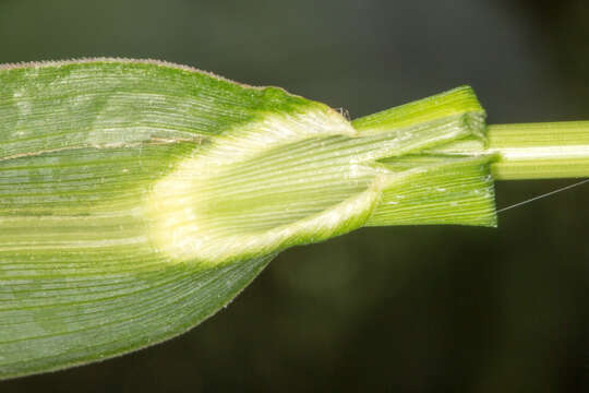 Image of barnyard grass