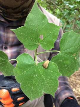 Image of Jatropha malacophylla Standl.