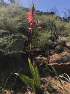 Imagem de Watsonia vanderspuyae L. Bolus