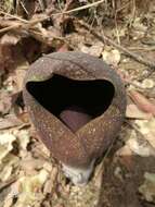 Image of Amorphophallus dracontioides (Engl.) N. E. Br.