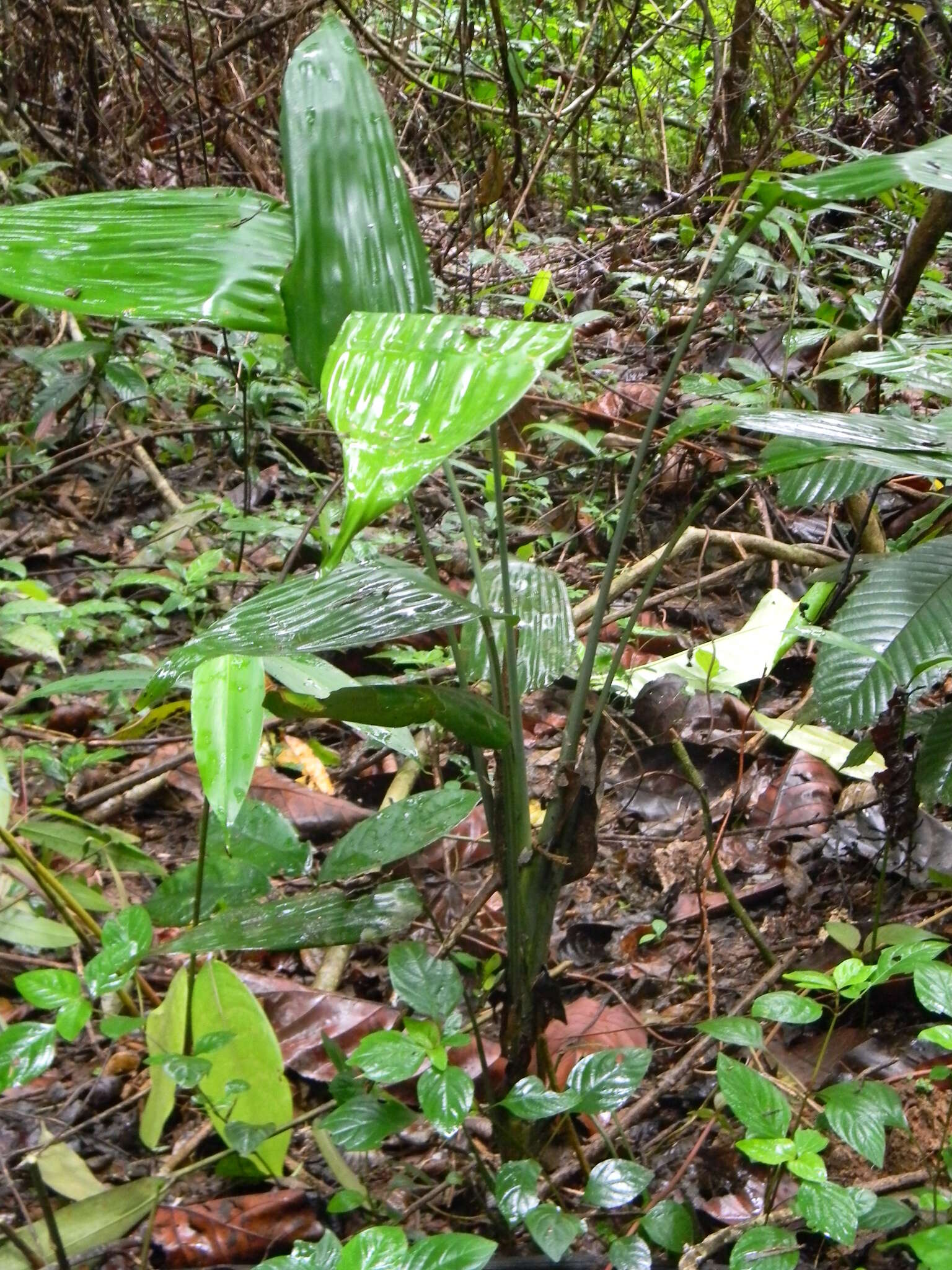 Image of Dracaena aubryana Brongn. ex É. Morren