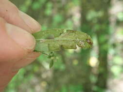 Image of Liriomyza galiivora Spencer 1969