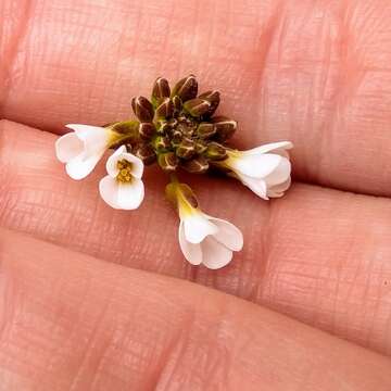 Arabidopsis suecica (Fr.) Norrl.的圖片