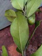 Image of Vitex uniflora Baker