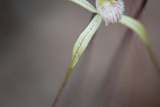 Sivun Caladenia validinervia Hopper & A. P. Br. ex A. P. Br. & G. Brockman kuva