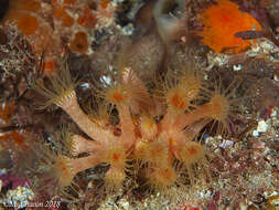 Image of Yellow encrusting anemone