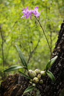 Image of Laelia eyermaniana Rchb. fil.