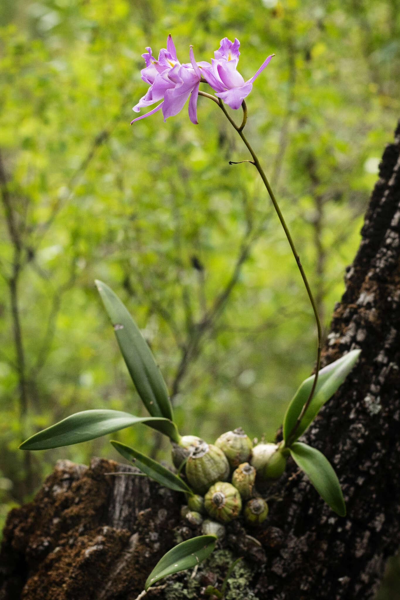 Image of Laelia eyermaniana Rchb. fil.