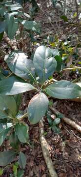 Image de Nothocissus sterculiifolia (F. Müll. ex Benth.) Latiff